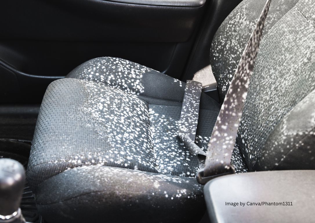 Jamur Mobil: Tanda, Risiko Kesehatan, dan Cara Membersihkan